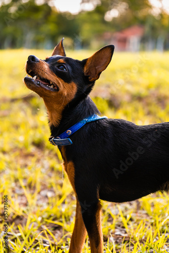 Cachorro de perro pequeño tipo pincher