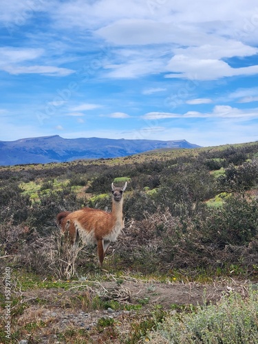 View of a guanaco in a field in Torres del Paine National Park  Chile