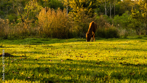 Caballo pastando en pradera al atardecer