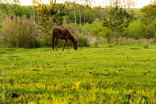 Caballo pastando en pradera al atardecer