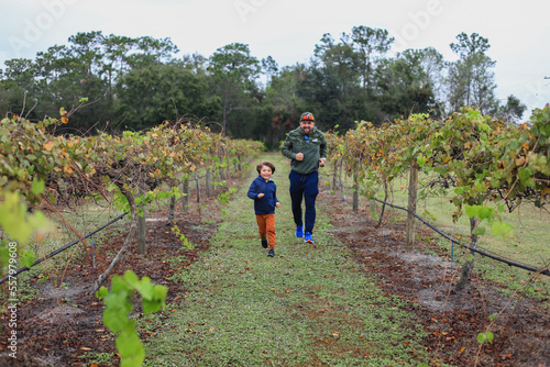 vineyard in Bradenton florida, child playing  