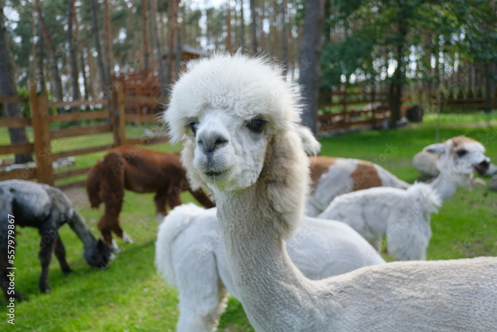 Fototapeta premium Colorful alpacas on a rural summer farm 