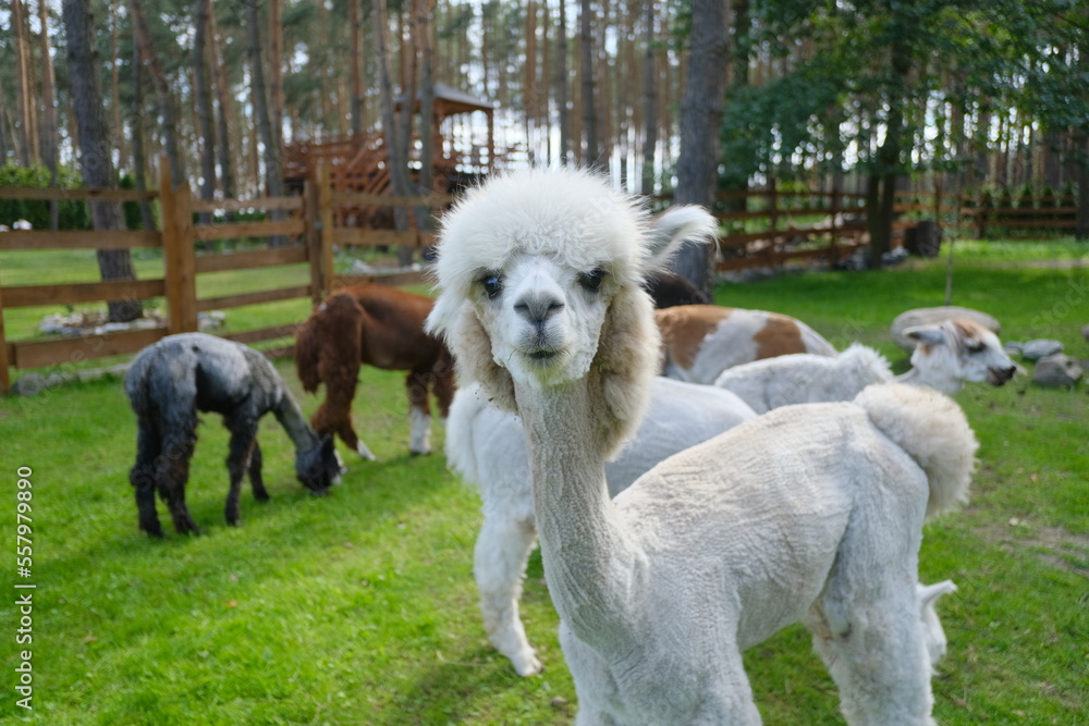 Fototapeta premium Colorful alpacas on a rural summer farm 