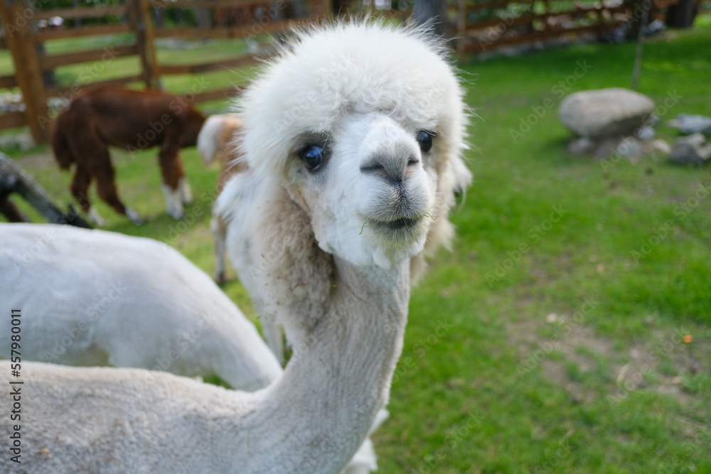 Colorful alpacas on a rural summer farm	