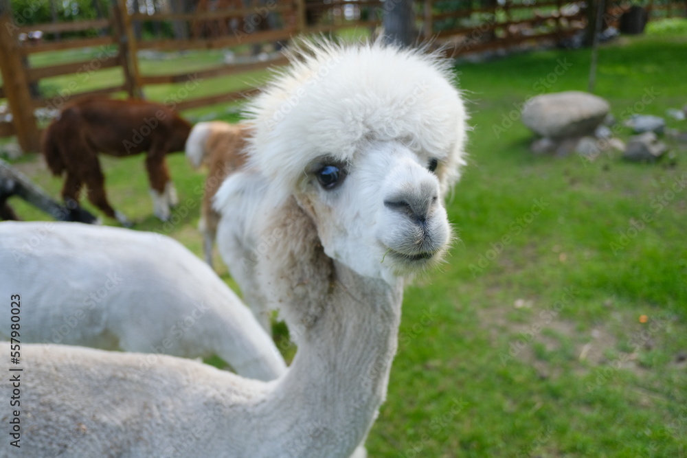 Colorful alpacas on a rural summer farm Colorful alpacas on a rural summer farm