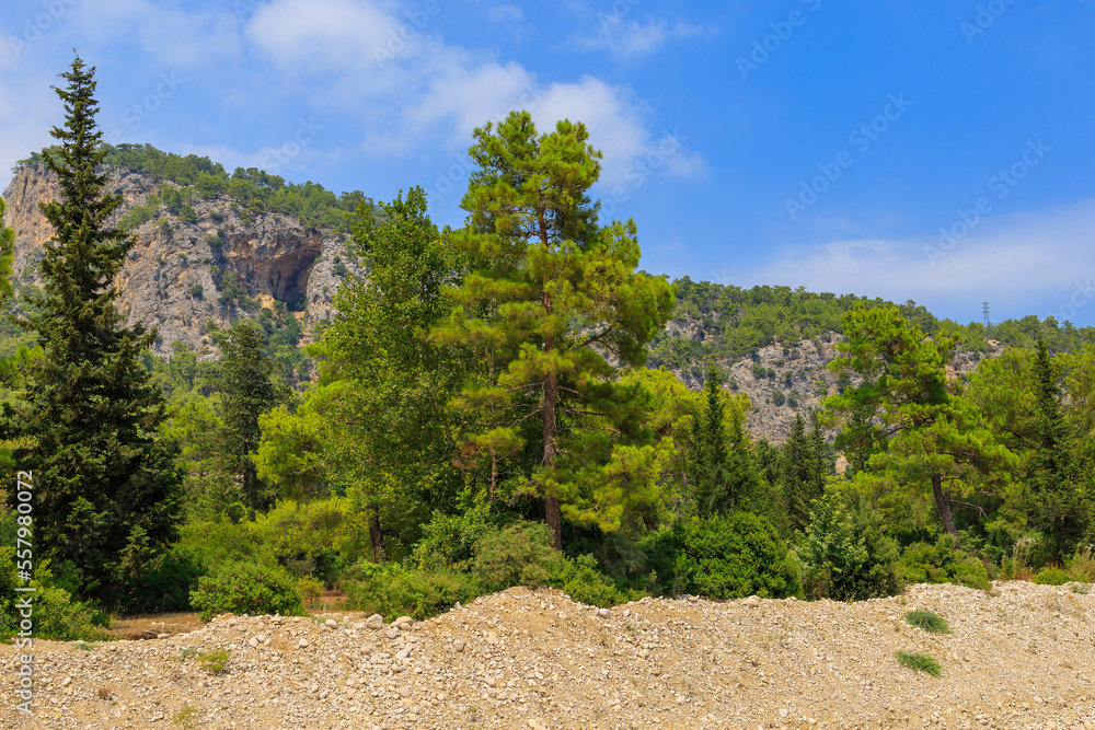 Green coniferous plants in the mountainous part of the Turkish Mediterranean coast. Atmospheric landscape