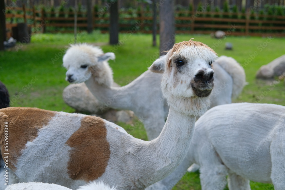 Fototapeta premium Colorful alpacas on a rural summer farm 