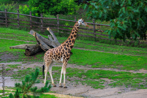 Very beautiful giraffe. Background with selective focus and copy space