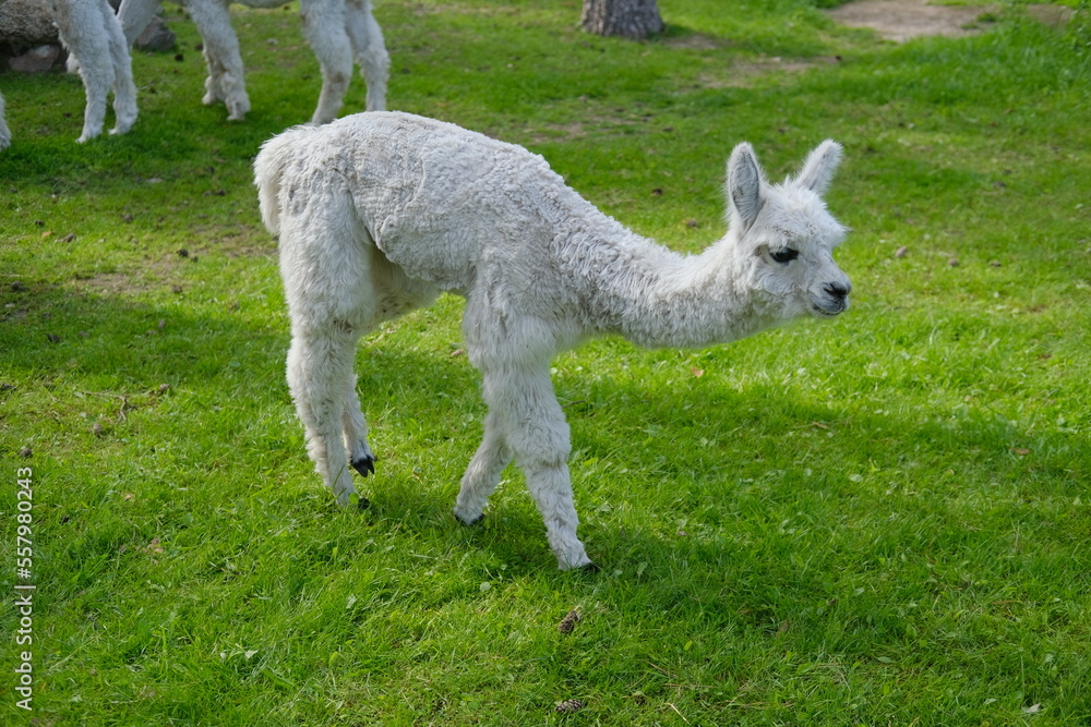 Fototapeta premium Colorful alpacas on a rural summer farm 