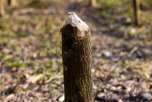 Beaver trees. Evidence of beaver's activity. Trees damaged by protected animal. Rodent habitat in spring in nature.