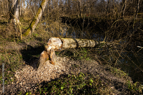 Obraz na plátne Beaver trees