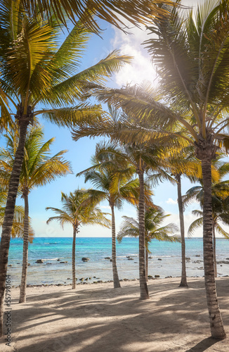 Beautiful beach with coconut palm trees on a sunny day. © MaciejBledowski