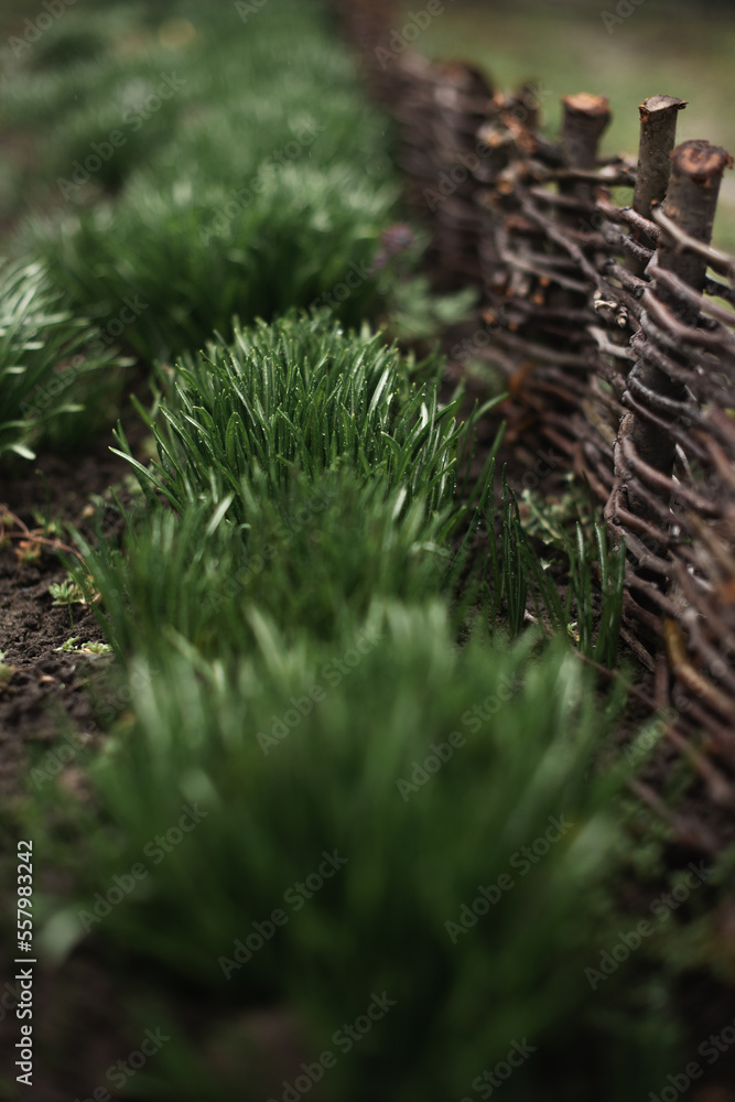 Green first spring grass with dew drops near a wicker wooden fence Green first spring grass with dew drops near a wicker wooden fence