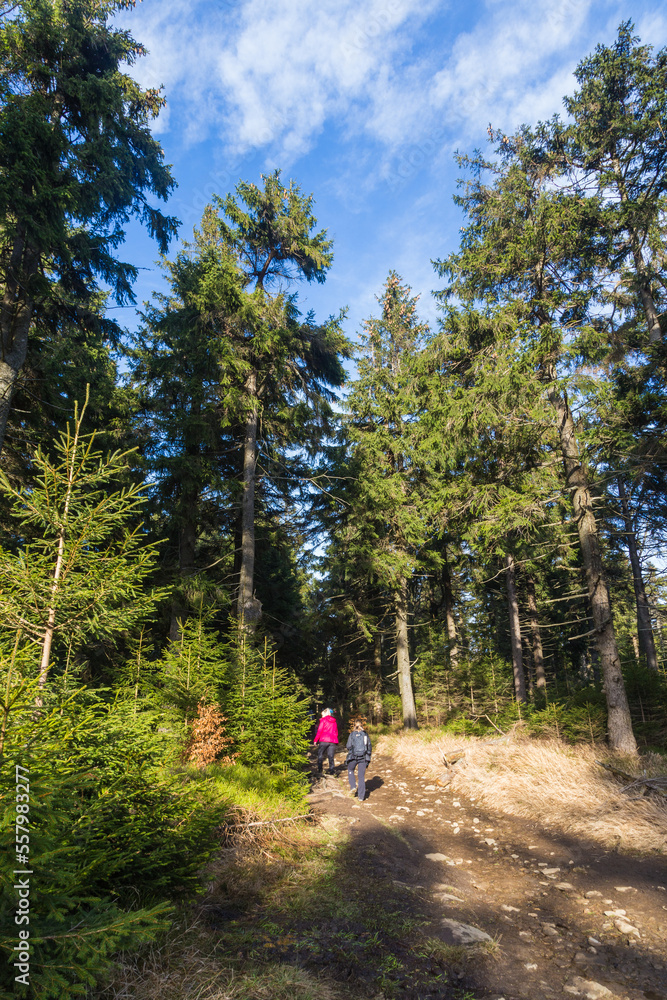 Two persons on a mountain trail among the trees