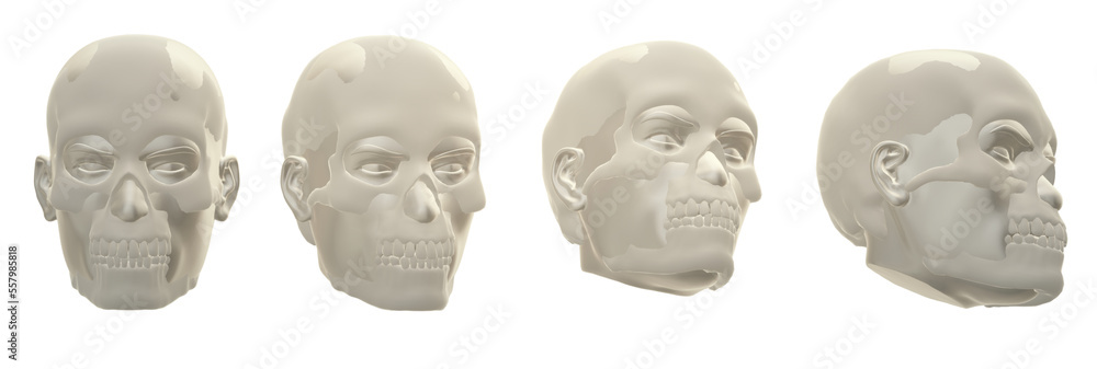 skull  skeleton 