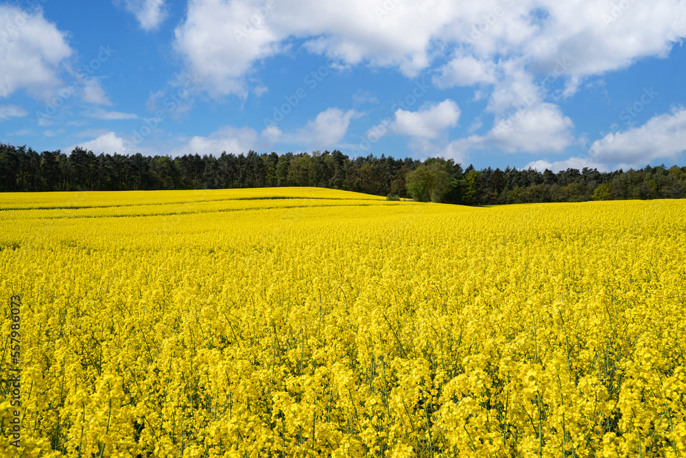 Tief gelb blühendes Rapsfeld, im Hintergrund ist ein ausgedenter Mischwald zu erkennen, schöner blauer Himmel mit Wolken. Tief gelb blühendes Rapsfeld, im Hintergrund ist ein ausgedenter Mischwald zu erkennen, schöner blauer Himmel mit Wolken.