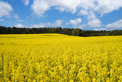 Tief gelb bl  hendes Rapsfeld  im Hintergrund ist ein ausgedenter Mischwald zu erkennen  sch  ner blauer Himmel mit Wolken.
