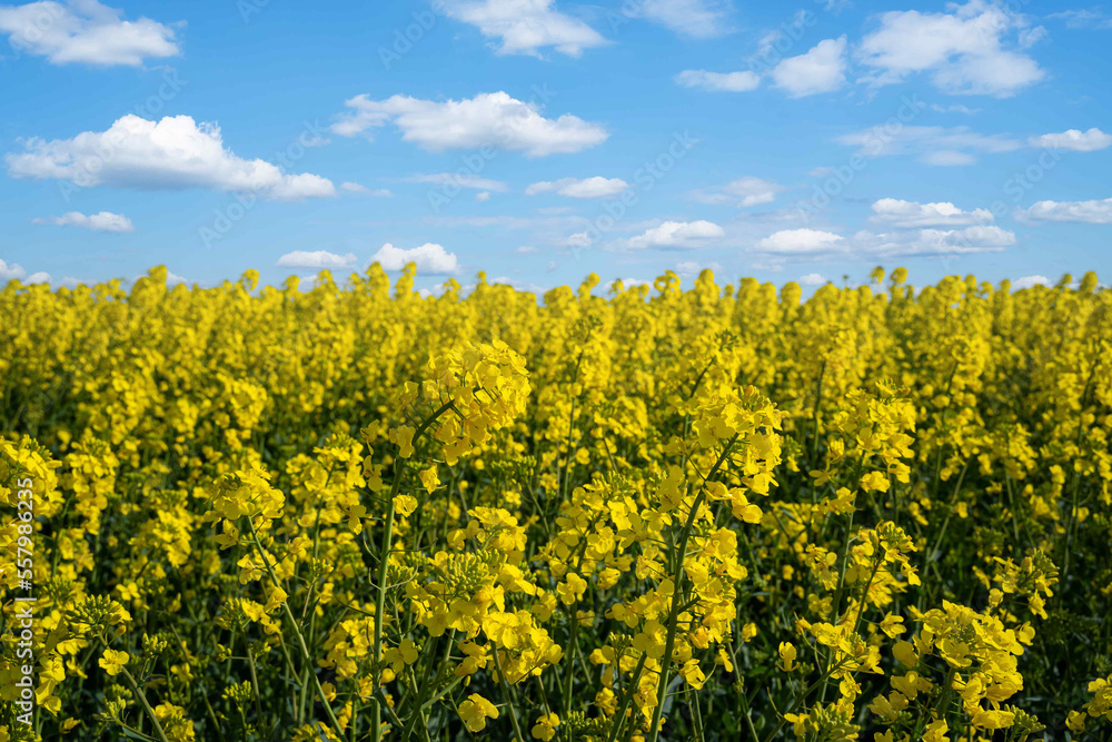 Blühendes Rapsfeld, von der Seite aufgenommen, Stängel gut zu erkennen. Blühendes Rapsfeld, von der Seite aufgenommen, Stängel gut zu erkennen.