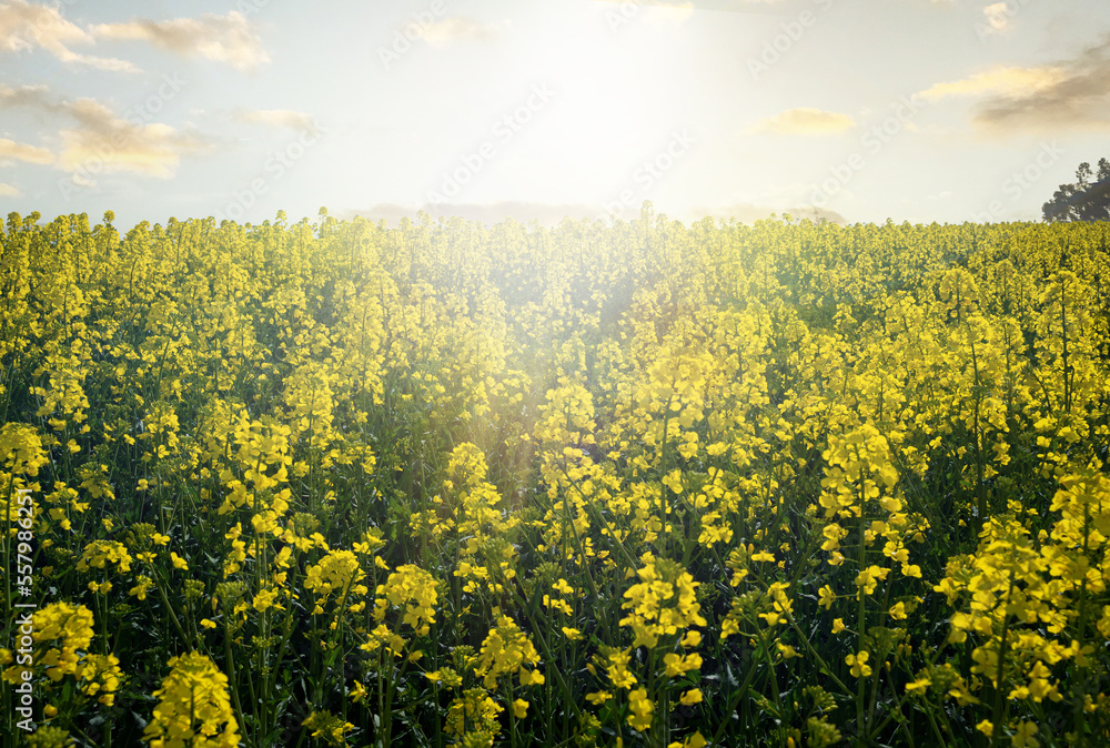 Blühendes Rapsfeld im Gegenlicht. Blühendes Rapsfeld im Gegenlicht.