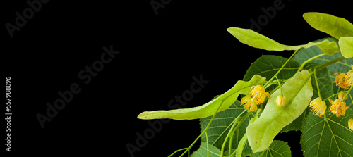 Linden flowers isolated on black background.