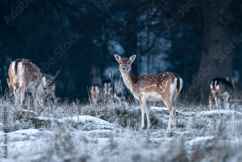 Fallow deer hind in winter snow at twilight, looking at camera.