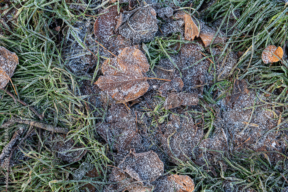 Frost-covered fall leaves on the ground, close-up. Frost-covered fall leaves on the ground, close-up.