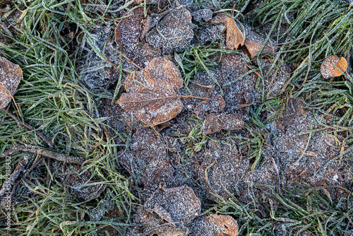 Frost-covered fall leaves on the ground, close-up.