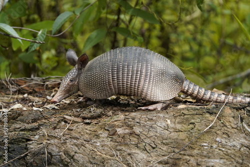 The nine-banded armadillo  Dasypus novemcinctus   also known as the nine-banded long-nosed armadillo or common long-nosed armadillo. Dasypodidae family. Near Mamori Lake  Amazonas  Brazil.