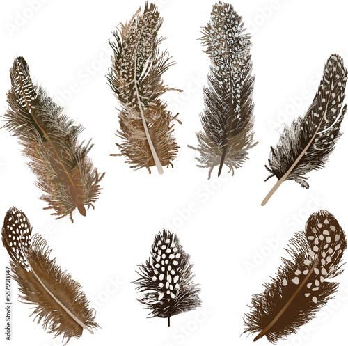 seven spotted brown feathers isolated on white