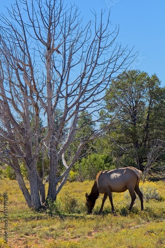 Elk  Cervus elaphus  grazing by a dead tree at the Grand Canyon  Arizona. A green forest is in the background.