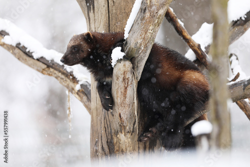 Wolverine (Gulo gulo) on tree branche in winter.  Wolverine in Finland tajga. Wildlife scene on snow photo