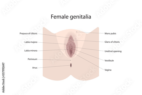 Female genitalia photo