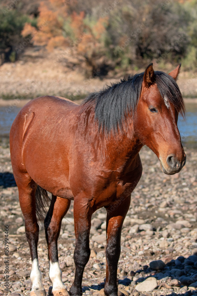 Deep red bay stallion wild horse standing at Salt River Arizona United States Deep red bay stallion wild horse standing at Salt River Arizona United States