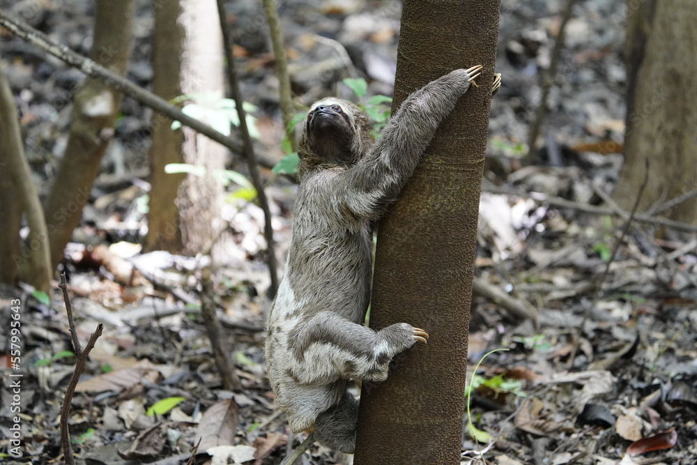 Fototapeta premium The three-toed or three-fingered sloths are arboreal neotropical mammals .They are the only members of the genus Bradypus and the family Bradypodidae. Near Mamori Lake, Amazonas- Brazil.
