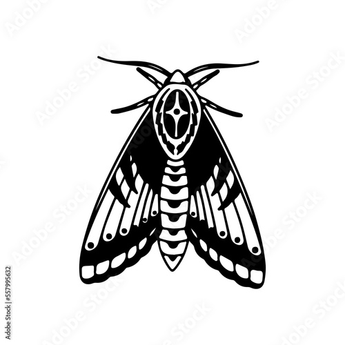 vector illustration of black moth