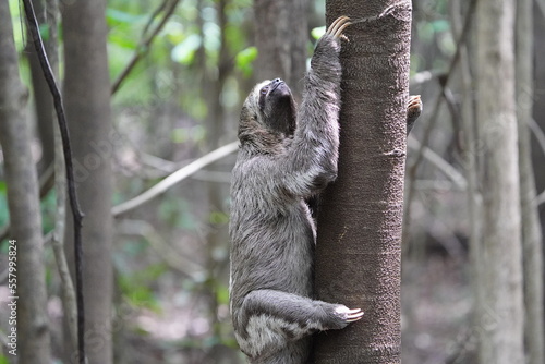 The three-toed or three-fingered sloths are arboreal neotropical mammals .They are the only members of the genus Bradypus and the family Bradypodidae. Near Mamori Lake, Amazonas- Brazil. photo