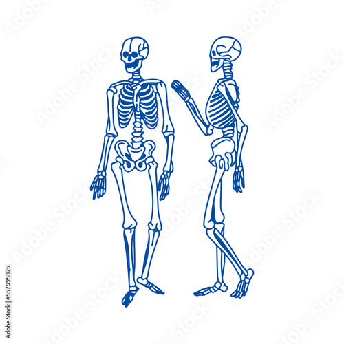 vector illustration of two human bones