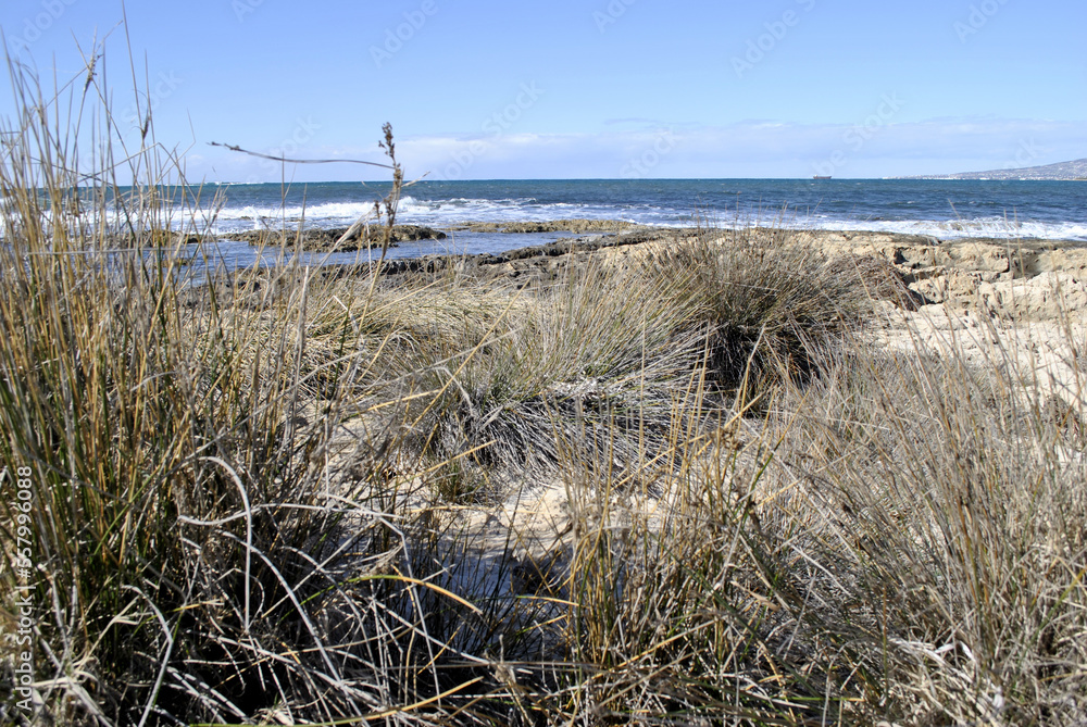 dunes and grass