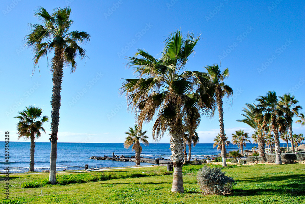 Palms on the beach in Cyprus