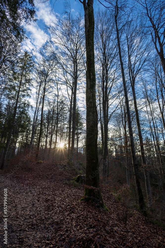 Teufelsküche, Germany - Forest in Winter Teufelsküche, Germany - Forest in Winter