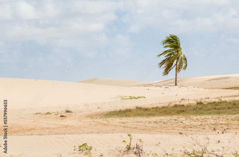 sand dunes and  a lonely palm tree in the wind