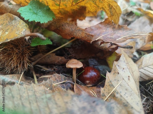 Pilze im Wald mit Kastanie, schöner geschützer Ort im Wald versteckt, Natur, wunderschönes Zusammenspiel, Kastanie, Marone, Pilz, Blätter, Wald, Spazieren gehen,Mushrooms in the forest with chestnut, 