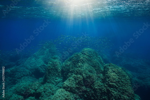 Rocks on the seabed with fish and sunlight through water surface  underwater seascape in the Mediterranean sea  Costa Brava  Spain