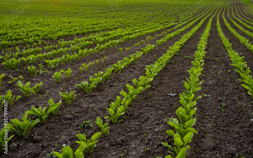 Rows of young fresh beet leaves. Beetroot plants growing in a fertile soil on a field. Cultivation of beet. Agriculture.