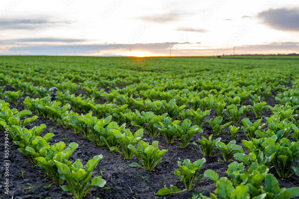 Rows of young fresh beet leaves with a sunset sky. Beetroot plants growing in a fertile soil on a field. Cultivation of beet. Agriculture. Rows of young fresh beet leaves with a sunset sky. Beetroot plants growing in a fertile soil on a field. Cultivation of beet. Agriculture.