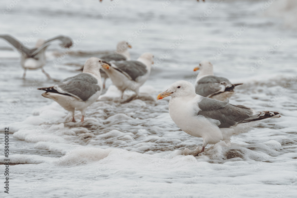 Fototapeta premium seagull Alaska