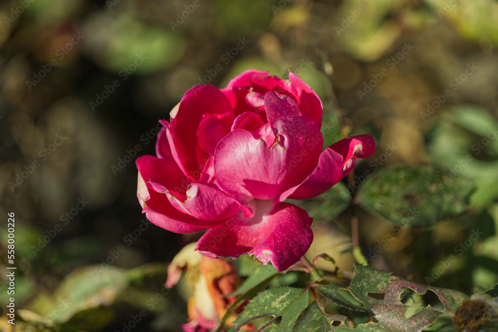 Pink Rose in the Autumn Pink Rose in the Autumn