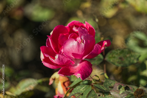 Pink Rose in the Autumn