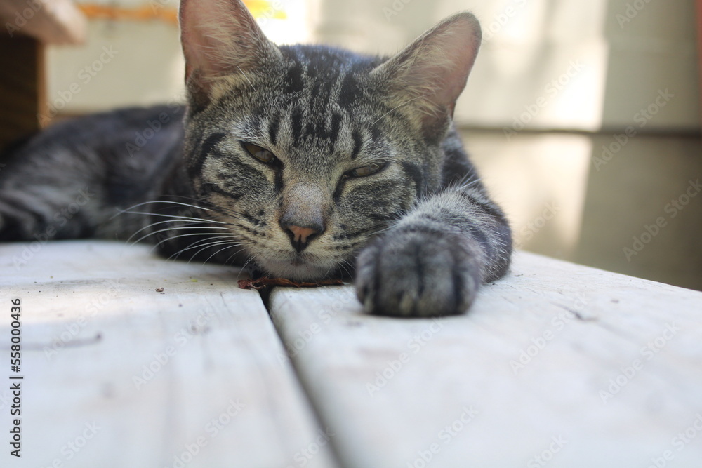 cat sleeping on step. cat sleeping on step.