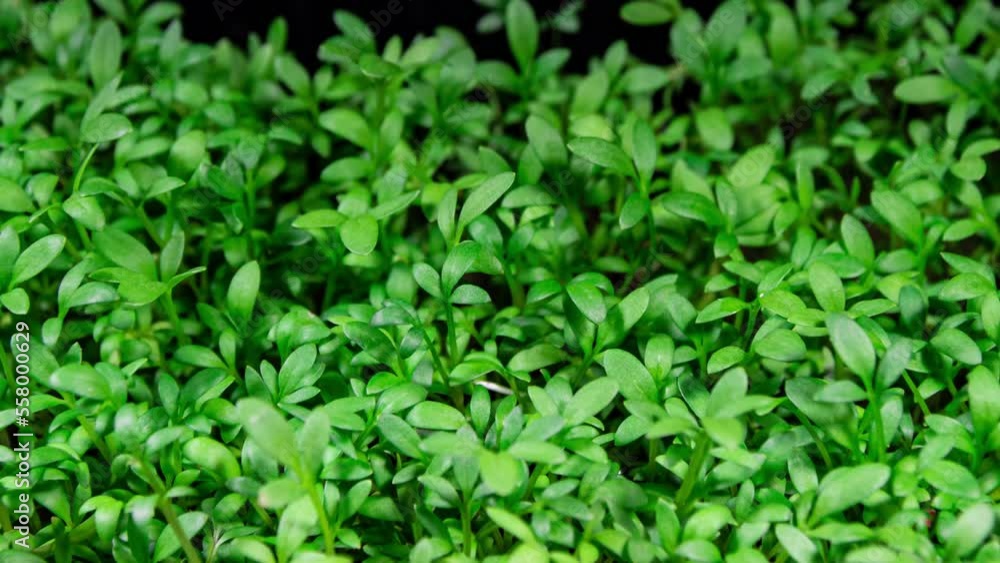 Cress Salad Sprouts Growing in Time Lapse. Microgreens Seedling as Organic Food. Watercress Germination For Salads Cress Salad Sprouts Growing in Time Lapse. Microgreens Seedling as Organic Food. Watercress Germination For Salads